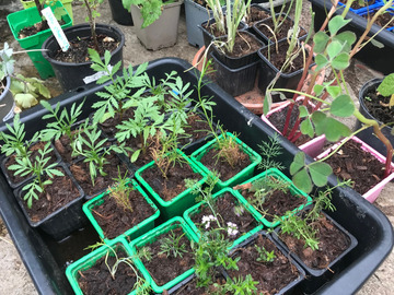 Sales: Ancolie / Bourrache / Tagète / Armoise / Mélisse...