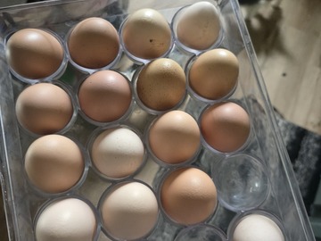 Selling with In-person Payment: free range chicken eggs