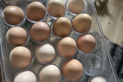 Selling with In-person Payment: free range chicken eggs