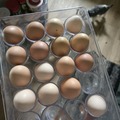 Selling with In-person Payment: free range chicken eggs
