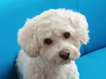   : Luca