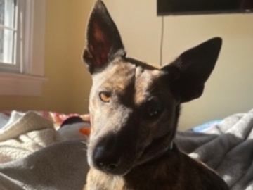   : Azuki