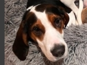   : Maizy