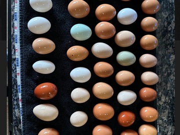 Selling with In-person Payment: Fresh Cage Free Eggs