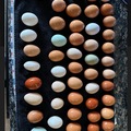 Selling with In-person Payment: Fresh Cage Free Eggs