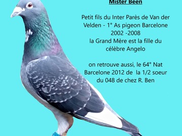 Vente avec paiement en ligne: Mister Been