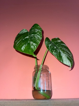 philodendron green congo variegated Philodendron Green Congo Potted Plant | Super Rare Variegated | Easy-Care  Tropical Aroid main image 1