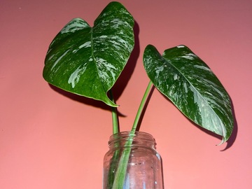 Vente: Bouture Monstera Deliciosa Variegata – 2 grandes feuilles panaché