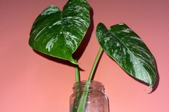 Sales: Bouture Monstera Deliciosa Variegata – 2 grandes feuilles panaché