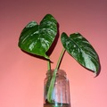 Sales: Bouture Monstera Deliciosa Variegata – 2 grandes feuilles panaché