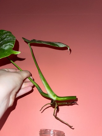 monstera molinae Monstera deliciosa, Split leaf – Plant Material