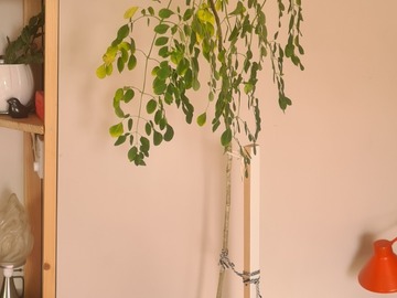 Vente: Moringa (4ans)