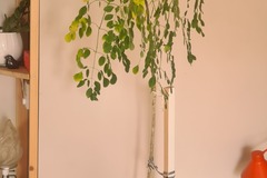 Sales: Moringa (4ans)