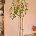 Sales: Moringa (4ans)