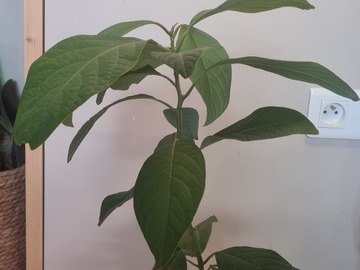 Vente: Avocatier "oloroso" (persea americana Miller)