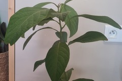 Sales: Avocatier "oloroso" (persea americana Miller)