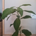 Sales: Avocatier "oloroso" (persea americana Miller)