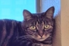   : Leo
