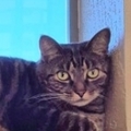   : Leo