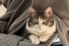   : Chunky