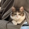   : Chunky
