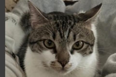   : Nacho