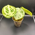 Sales: Anthrurium Silver Blush 