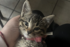   : Rosie