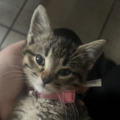   : Rosie