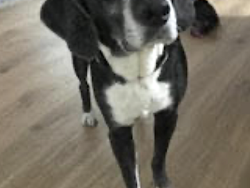  : Daphne