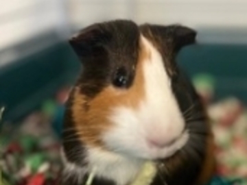   : Remi