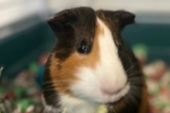   : Remi