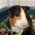   : Remi