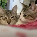   : Winnie & Tigger