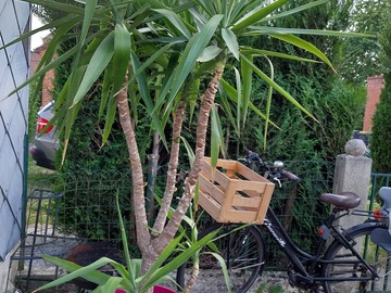 Vente: YUCCA 
