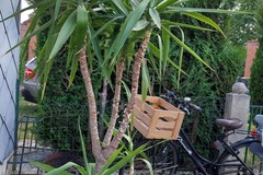 Sales: YUCCA 