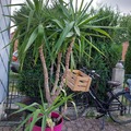 Sales: YUCCA 
