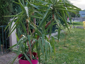 Vente: Yucca