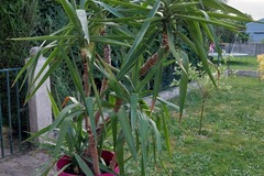 Sales: Yucca
