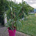 Sales: Yucca