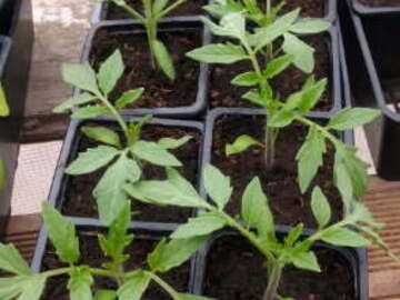 Sales: Plants de Tomates Saint-Pierre 
