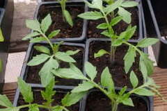 Sales: Plants de Tomates Saint-Pierre 