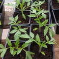 Sales: Plants de Tomates Saint-Pierre 
