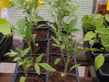 Sales: Plants tomates cerises '' Miel du Mexique '' 