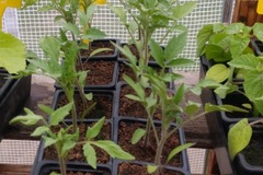 Sales: Plants tomates cerises '' Miel du Mexique '' 
