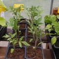 Sales: Plants tomates cerises '' Miel du Mexique '' 
