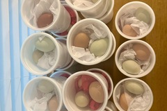 Selling with In-person Payment: Fresh backyard varied colors chicken eggs 