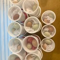 Selling with In-person Payment: Fresh backyard varied colors chicken eggs 