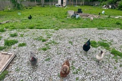 Selling with In-person Payment: Fresh backyard varied colors chicken eggs 