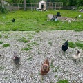 Selling with In-person Payment: Fresh backyard varied colors chicken eggs 